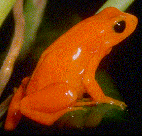 Mantella aurantiaca