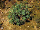Jatropha ist ein z&auml;hes Gew&auml;chs, das &uuml;berdies Entwicklungsl&auml;ndern Gewinn verspricht. (Bild: Hugh Wilson, tamu.edu)